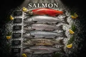 Assorted salmon species on ice with lemon wedges for seafood freshness.